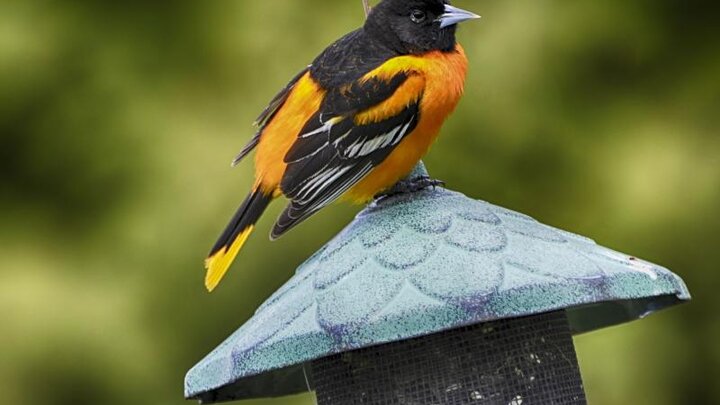 Image of a male Baltimore oriole. Image from Pixabay.com.