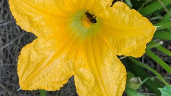 Picture of a bee on a pumpkin flower. 