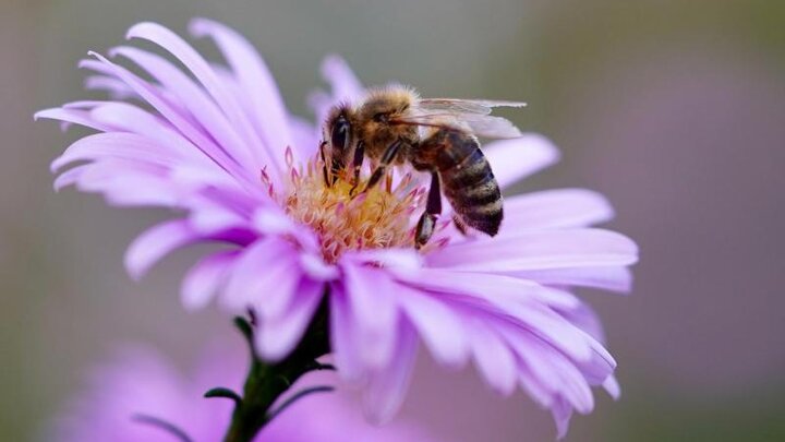 Image of bee on flower. 