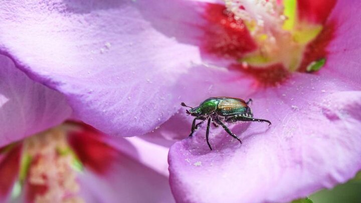 Picture of Japanese Beetle