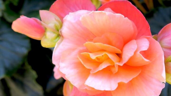 Image of pink tuberous begonia flowers. 