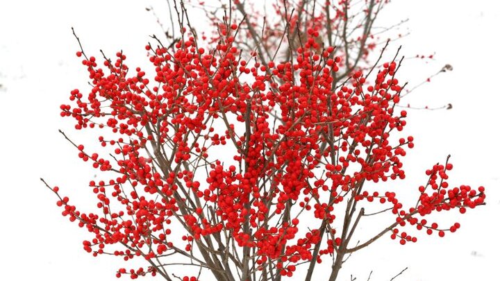 Picture of Red berries on Shrub for fall and holiday season.