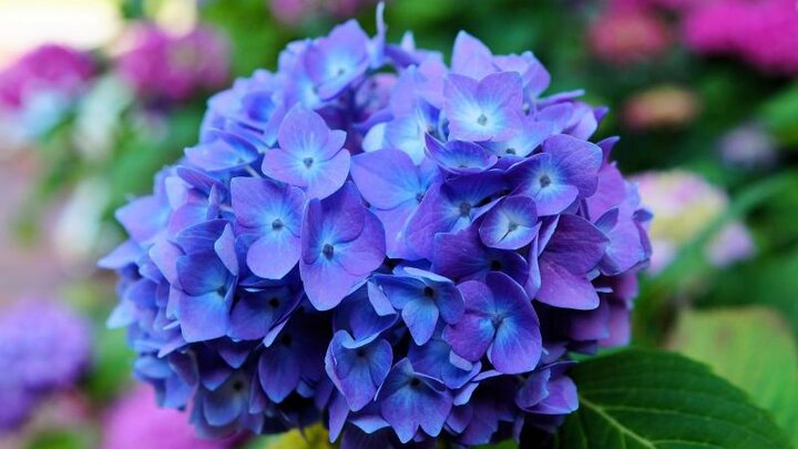 Picture of bright purple bigleaf-hydrangea.