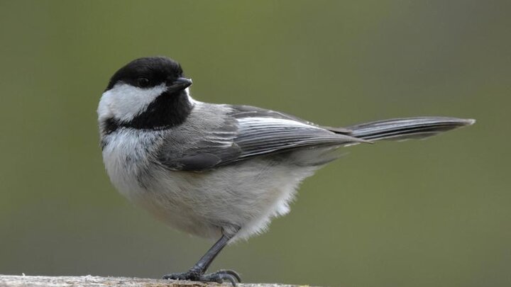 Picture of black-capped chickadee bird.