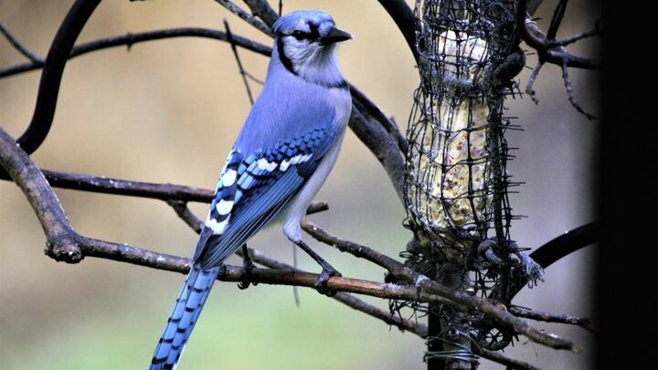 The addition of a suet feeder will attract woodpeckers, nuthatches, bluejays and other woodland species to your yard.  Image from Pixabay.