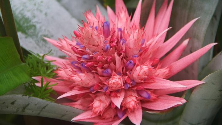 Beautiful pink bromeliad flower.