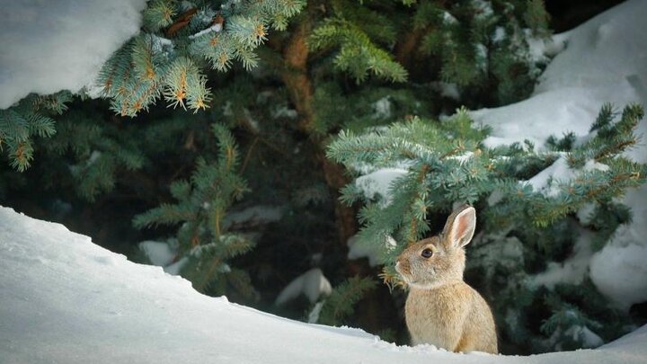 Picture of Cottontail Rabbit in a Winter Scene.