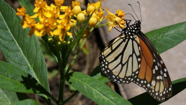 Picture of monarch butterfly on butterfly milkweed flowers. 