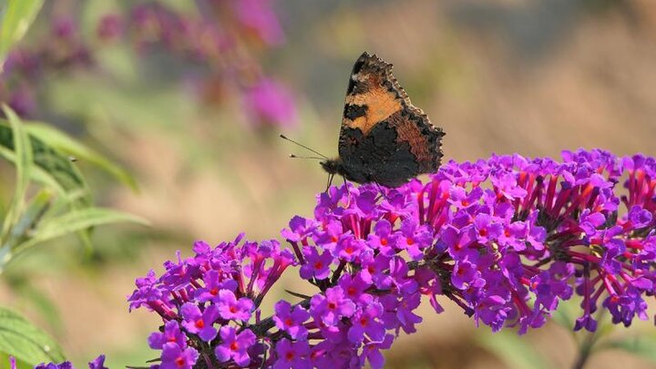 Picture of Butterfly on a purple Butterfly bush.