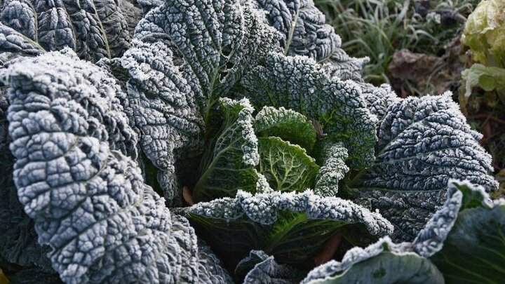 Picture of frosted cabbage head. Image by Pixabay.