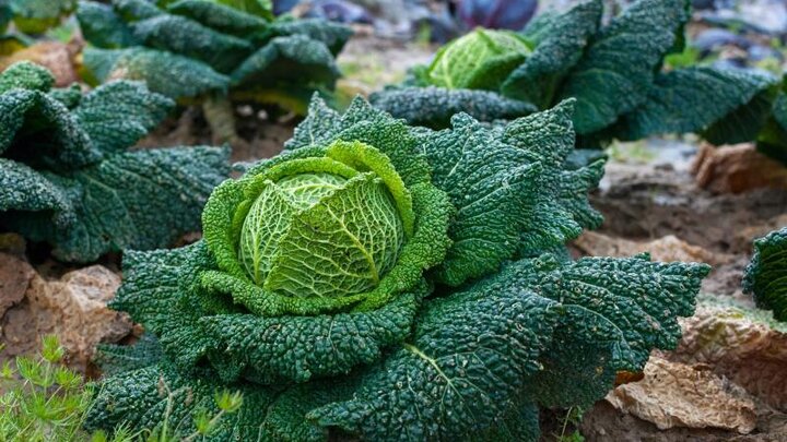 Image of a mature cabbage head with large leaves.