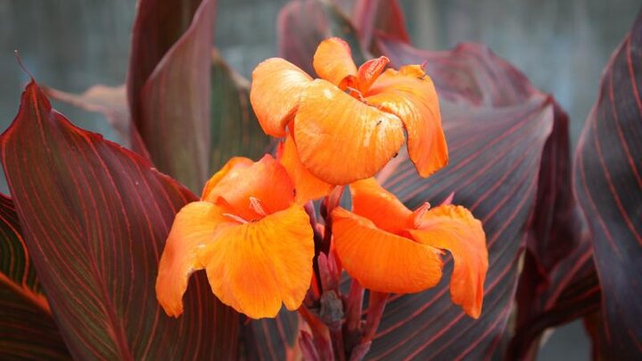 Picture of canna flowers. 