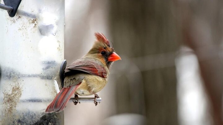 Picture of Cardinal.