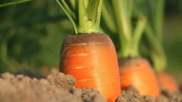 Picture of carrots ready to harvest.