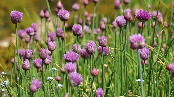 Picture of Chives in bloom.