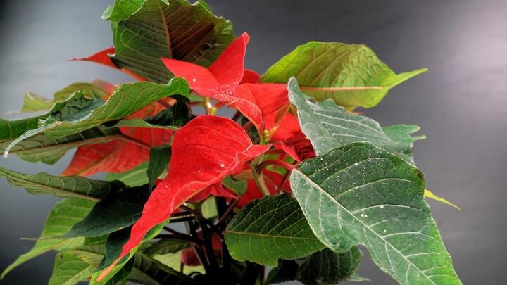 Picture of the Christmas Star poinsettia plant.