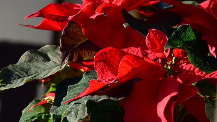 Picture of red poinsettia.