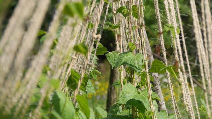 Image of green beans climbing a string trellis. 