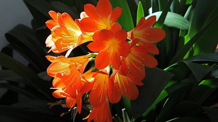 Picture of houseplant, common name Natal lily. 