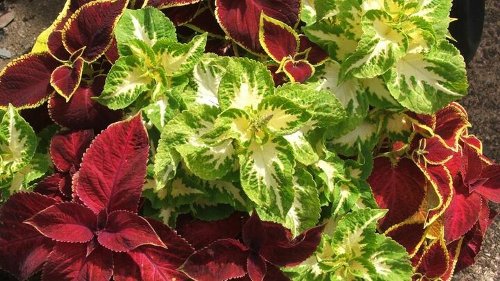 Two varieties of coleus plants, one a deep red leaf and the other is green with white centers.