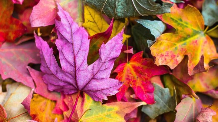 Image of colorful fall leaves. 