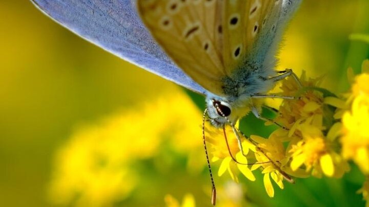 close-up of a small blue butterfly on a Goldenrod bloom