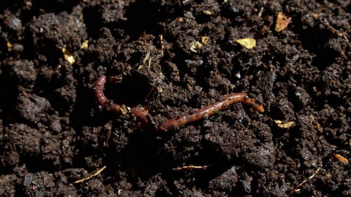 Image of worm in compost pile. Image from Pixabay. 