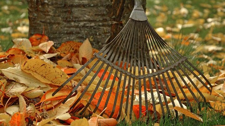 Picture of leaves being raked.