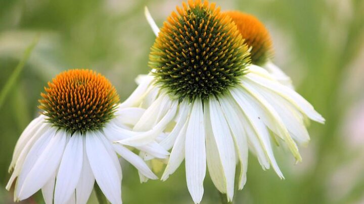 Picture of White Coneflower