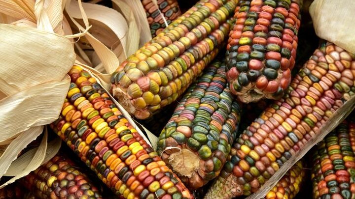 Close up of bicolor corn.