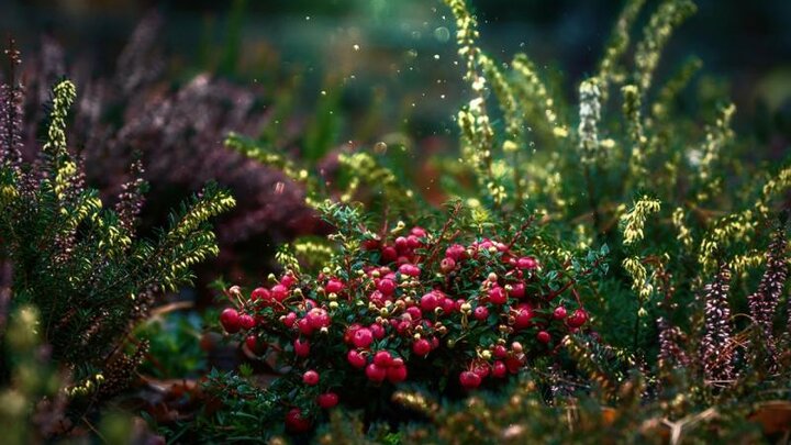 Image of cranberry shrub. 