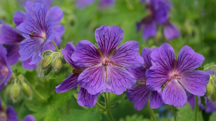 Image of purple cranesbill geranium flowers.