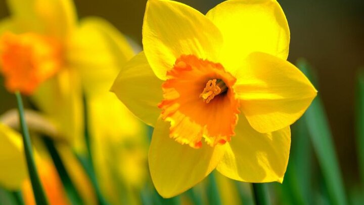 Picture of daffodils