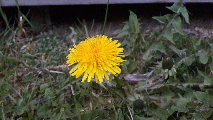 Perennial weeds, like dandelions, are best controlled in fall. 