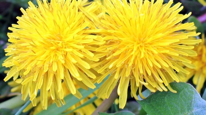 Image of dandelion flowers. 