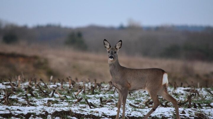 Picture of deer in winter.