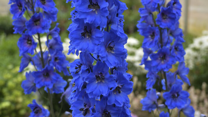 Image of 'Million Dollar Blue' delphinium. 