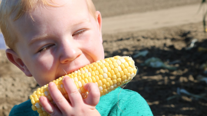 Picture of a little child eating yellow corn.