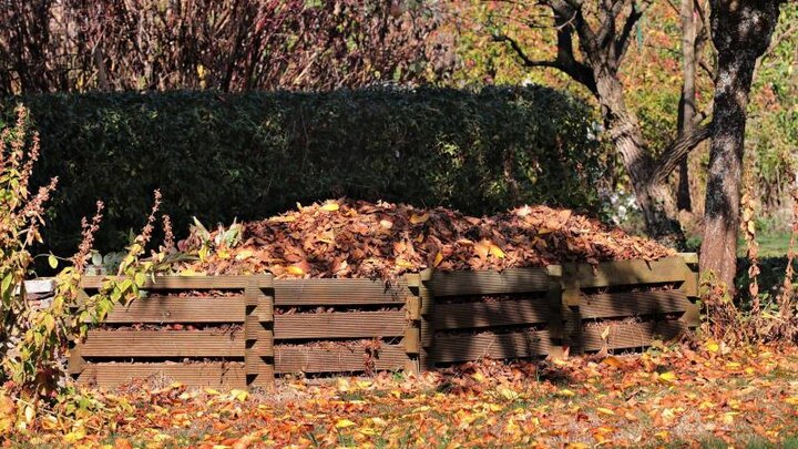 Picture of fall leaves.