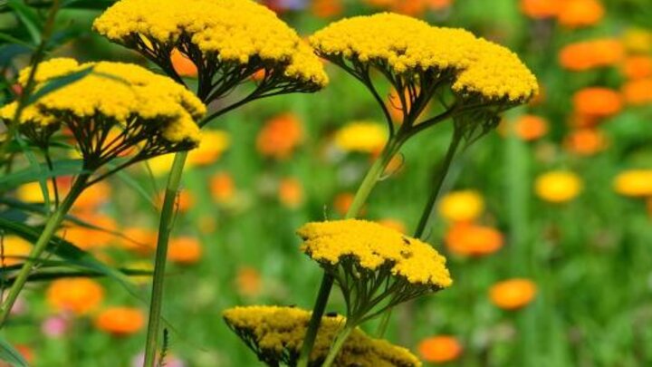 Picture of Achillea or Yarrow perennial wildflower