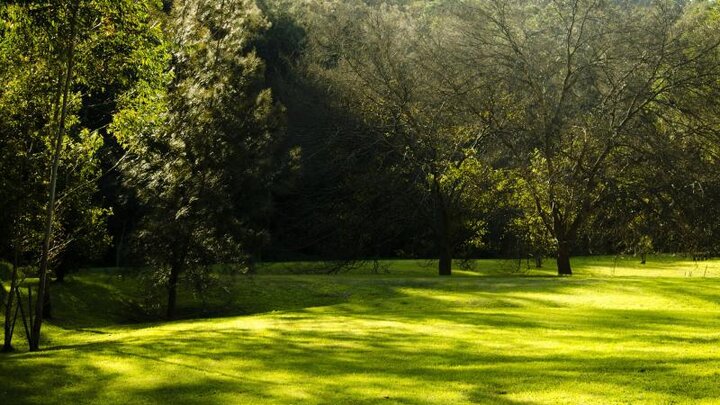 Image of trees located in planting beds, not planted singly in the turf. 