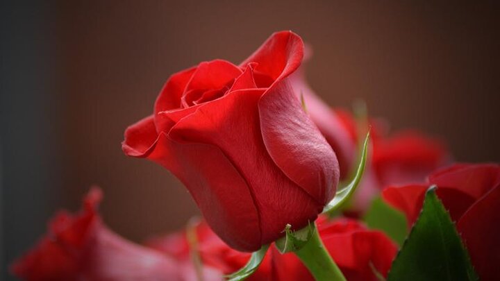 Red roses are a traditional flower during Valentine's Day. 