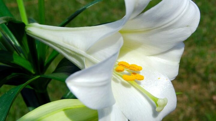 The white bloom of an Easter Lily.