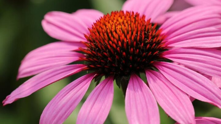 Picture of Pink Echinacea Flower