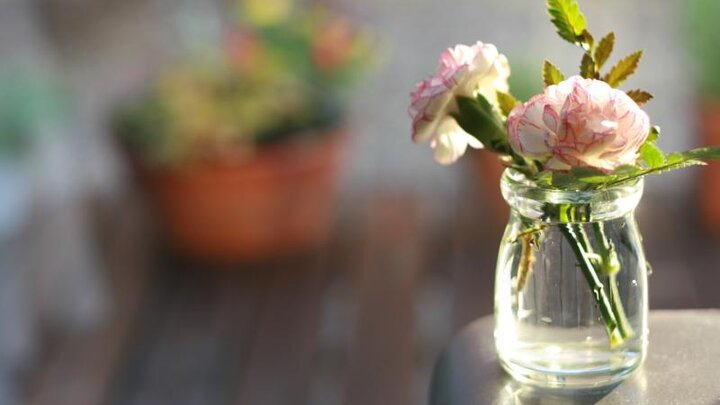 Image of color-tinted carnations. 