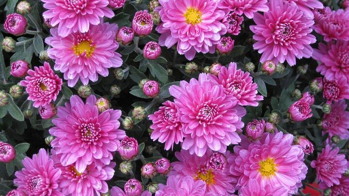 Picture of Chrysanthemums.