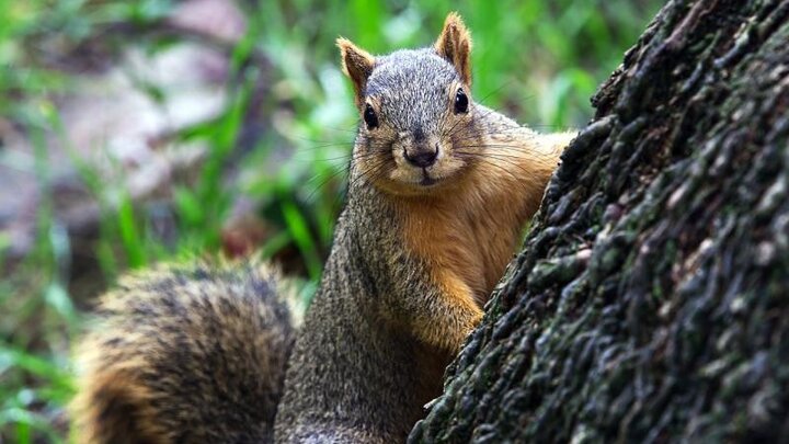 Image of a fox squirrel. 