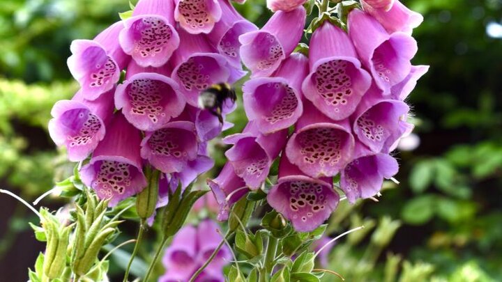 Picture of Foxglove flower.