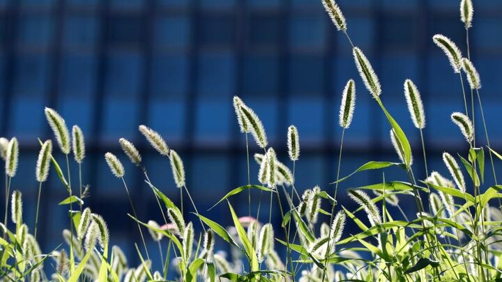 Image of Foxtail