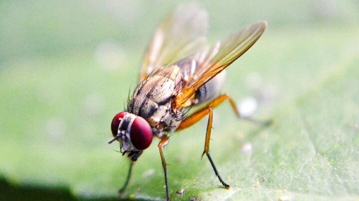 Close up of a fruit fly on a leaf.